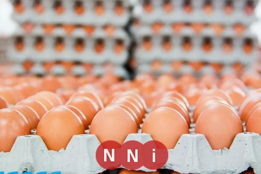 أسعار كرتونة البيض اليوم الأحد 29 يونيو 2025.. تحديث جديد