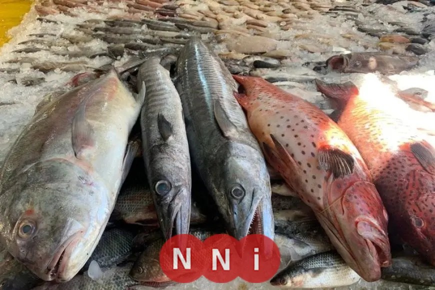أسعار الأسماك اليوم الأحد: انخفاض البلطي 3 جنيهات