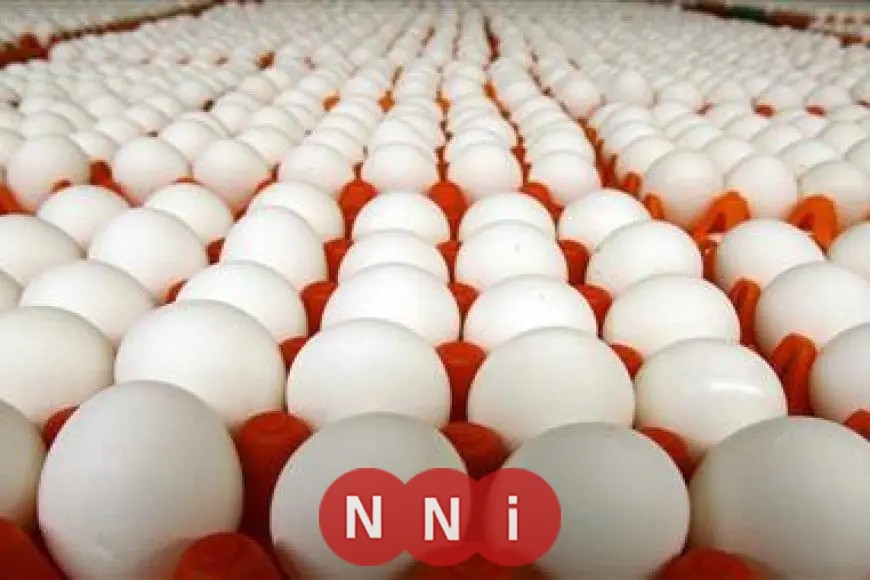 سعر كرتونة البيض اليوم الجمعة.. هل شهدت انخفاضًا في الأسواق؟