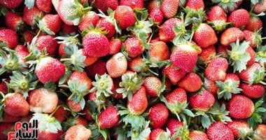 ‎صادرات “الفراولة” تكسر حاجز الـ 62 ألف طن بنهاية 2025