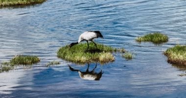 حصاد مصر الخضراء 2025 × 15 سؤالا وجوابا