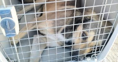 الطب البيطرى: الاعتماد لسنوات طويلة على قتل الكلاب لم ينجح فى إنهاء الظاهرة