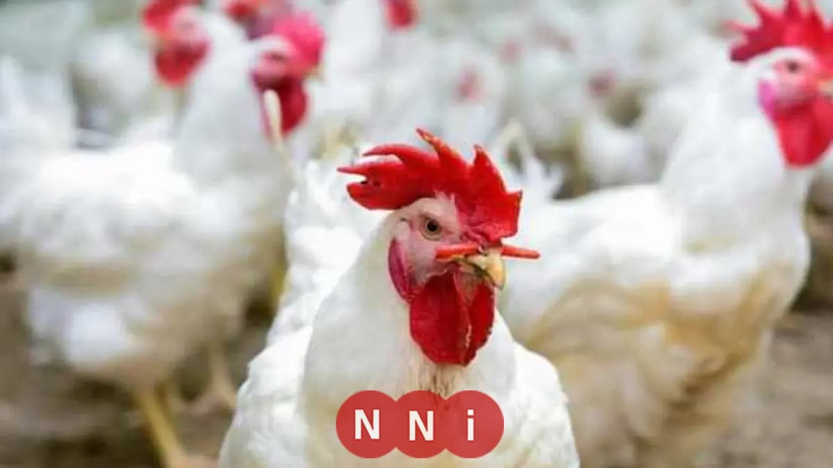 أسعار الفراخ البيضاء ترتفع في المزرعة حسب إعلان بورصة الدواجن