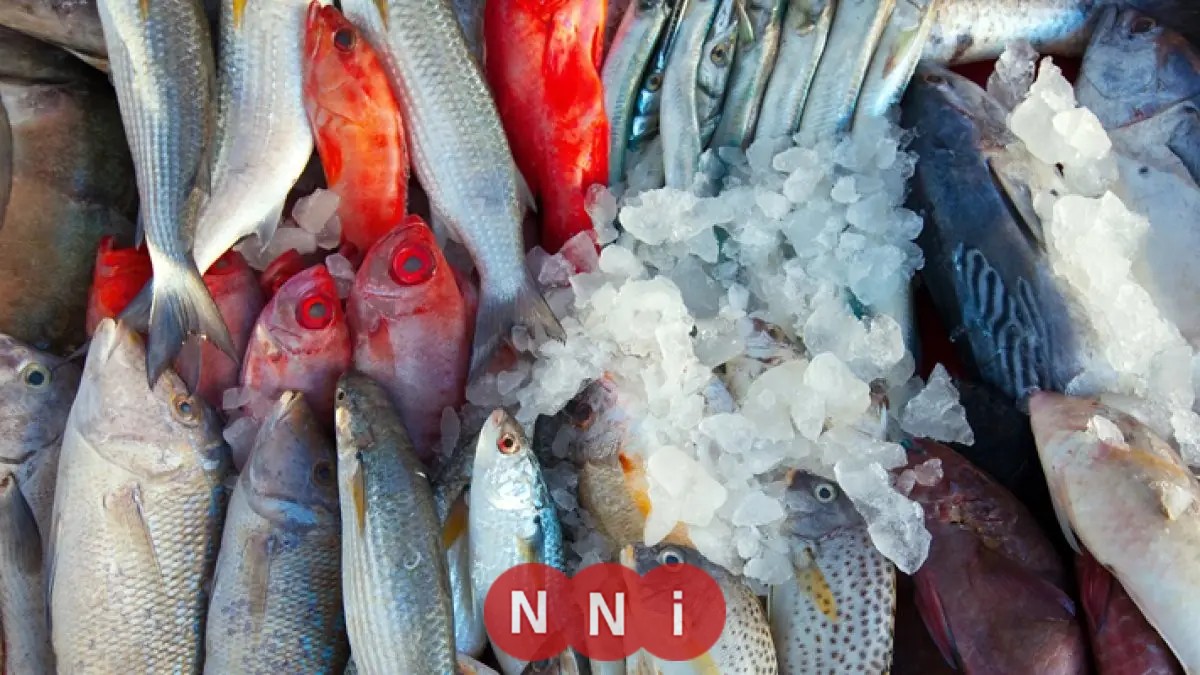 تعرف على أسعار الأسماك اليوم الخميس: البوري يبدأ من 100 جنيه فقط