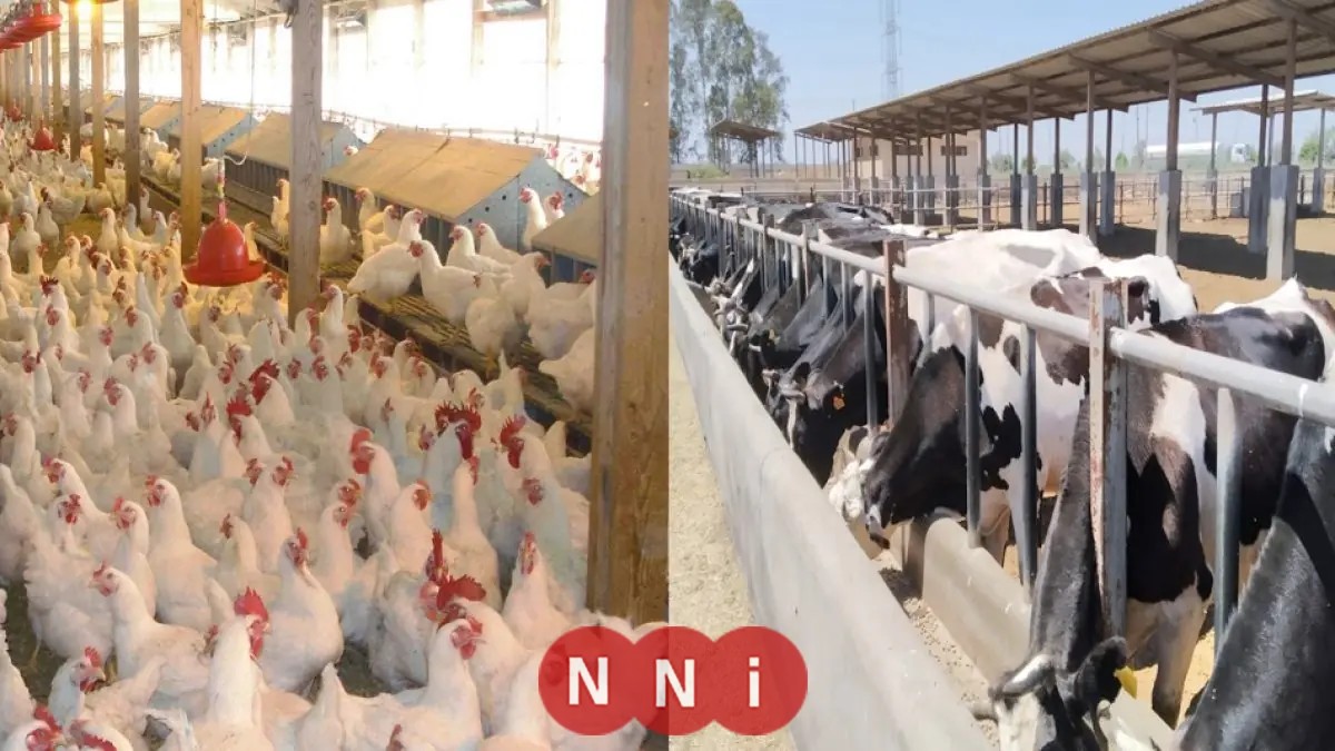 وزارة الزراعة تمنح 1100 ترخيص لدفع عجلة الإنتاج الحيواني والداجني نحو النمو المستدام