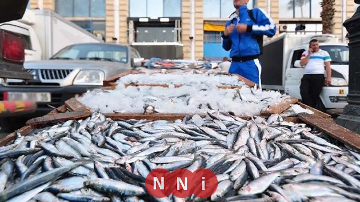 تعرف على أسعار الأسماك اليوم السبت 17 يناير 2026 في الأسواق المصرية