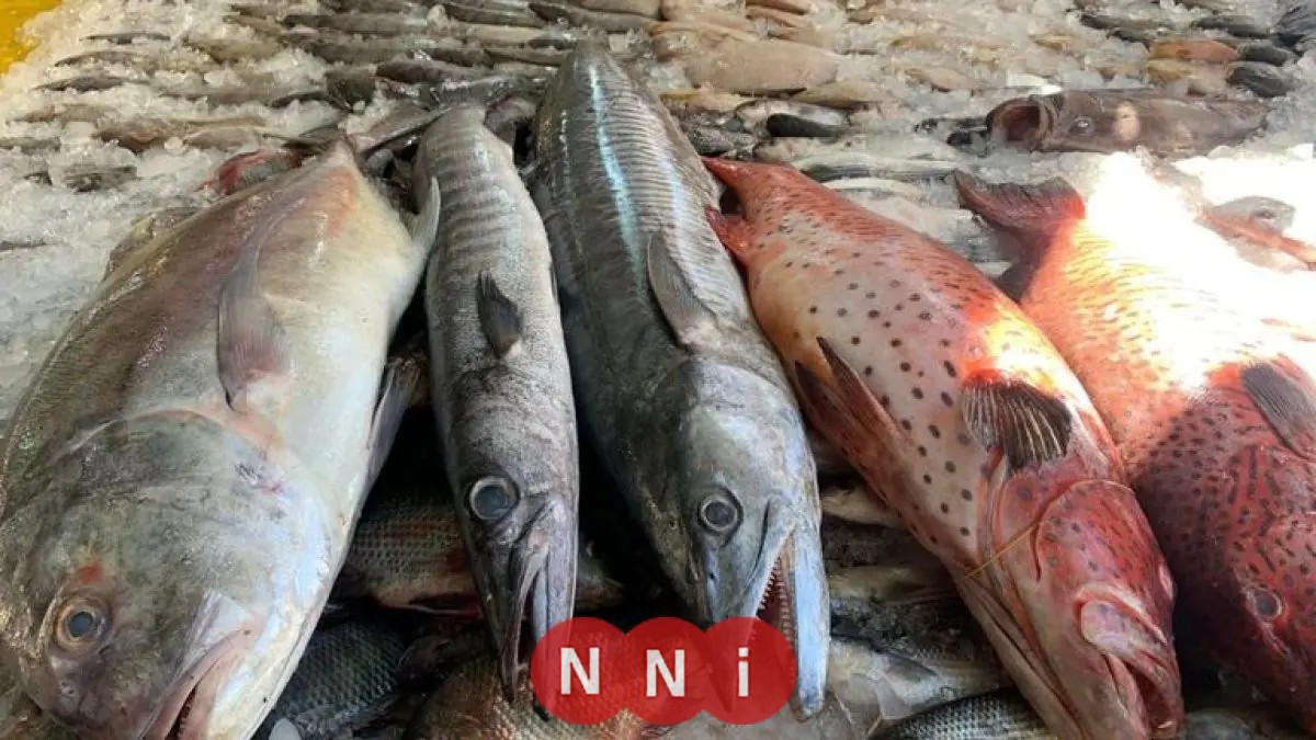 تعرّف على أسعار الأسماك اليوم الأحد: البلطي يبدأ من 48 جنيهًا فقط