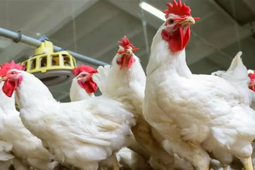 اسعار الفراخ البيضاء اليوم بورصة الدواجن المصرية السبت 8 يونيو 2024 وسعر كرتونة البيض في المحلات