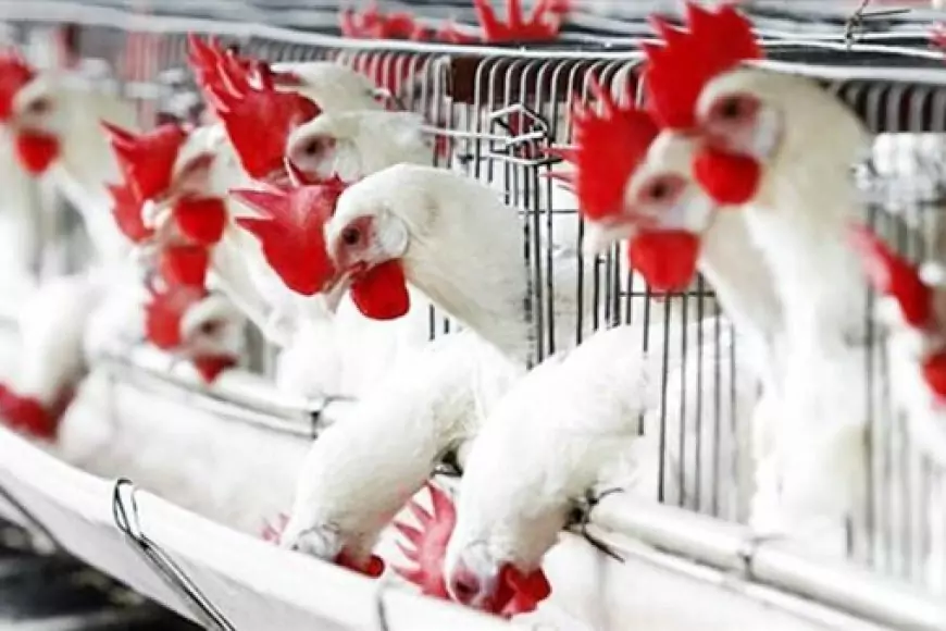 بورصة الدواجن اسعار الفراخ البيضاء اليوم الاحد 26 مايو 2024 سعر كرتونة البيض