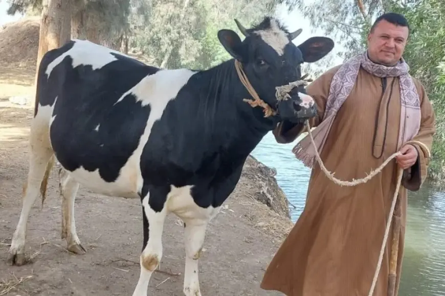 الأضحية بكام في السوق .. سعر كيلو البقر قائم النهاردة في اسواق العجول للاضاحي