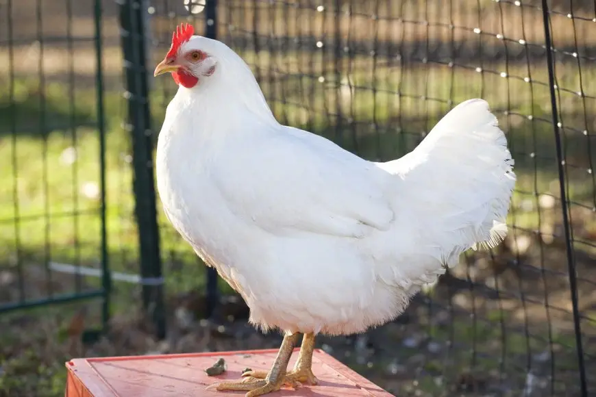 بورصة الدواجن تعلن انخفاض أسعار الفراخ البيضاء اليوم الجمعة