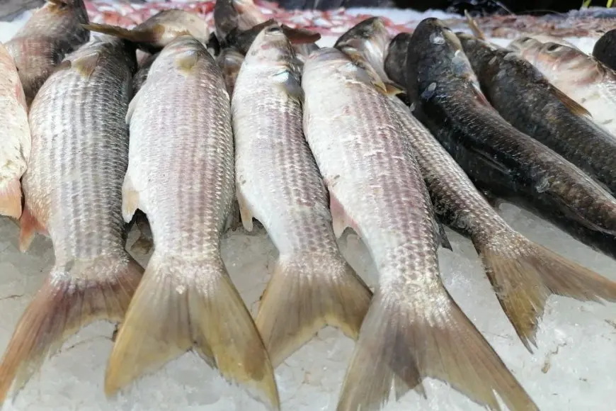 أسعار الأسماك اليوم الأحد.. البلطي يبدأ من 82 جنيهًا
