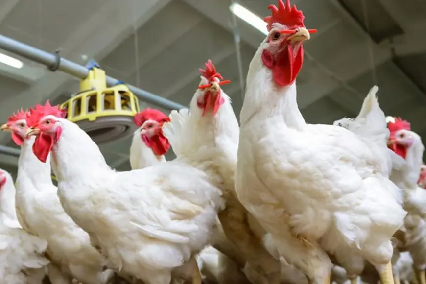 أسعار الدواجن البيضاء اليوم الخميس 27 مارس 2025 في الأسواق