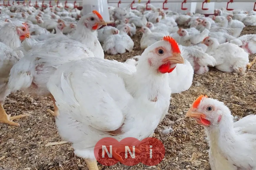 انخفاض جديد في أسعار الفراخ والبانيه اليوم في سوق بورصة الدواجن