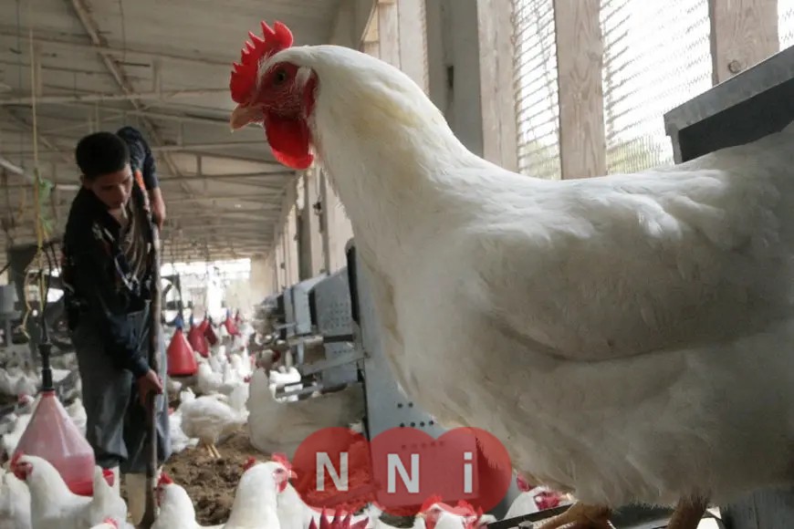 إعلان أسعار الفراخ البيضاء اليوم في مزرعة الدواجن