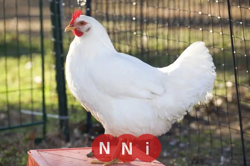 أسعار الدواجن اليوم الأحد 27 يوليو 2025 في الأسواق