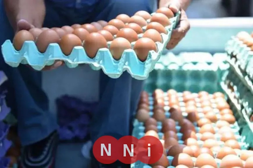 أسعار البيض اليوم الأحد: أحدث مستجدات سعر كرتونة البيض الأحمر في الأسواق