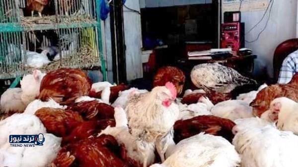 أسعار الدواجن في أسوان اليوم الأربعاء 4-3-2026