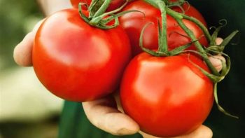 ارتفاع أسعار الطماطم لتصل إلى 60 جنيهًا في الأسواق المصرية وتفاصيل من شعبة الخضروات