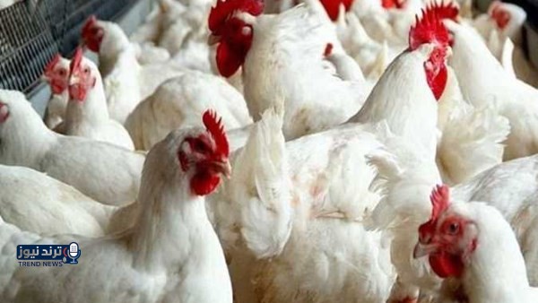 أسعار الدواجن والبانيه تفاجئ الجميع اليوم الخميس.. كم يصل سعر الكيلو؟