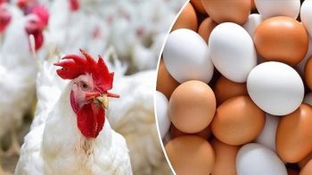 «انخفاض ملحوظ في أسعار الفراخ والبيض والكتاكيت والبط اليوم الثلاثاء 24 مارس 2026»