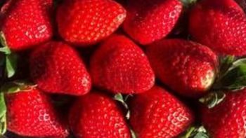 معمل الزراعة يختبر خمسة آلاف عينة في إطار حملة عيد الفطر لتعزيز الجودة والأمان الزراعي