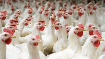 أسعار البيض اليوم.. الأحمر بـ 107 جنيهات والأبيض بـ 102 جنيها