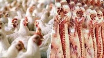 تعرف على أسعار الدواجن واللحوم والأسماك.. اليوم بسوهاج