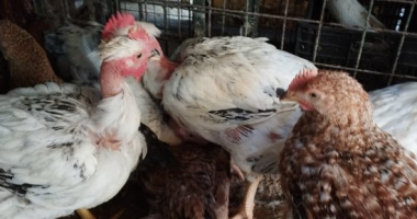 أسعار الدواجن فى الأقصر اليوم الأربعاء.. الفراخ البيضاء بـ 109 جنيهات