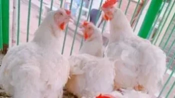 تعرف على أسعار الدواجن واللحوم والأسماك.. اليوم بسوهاج