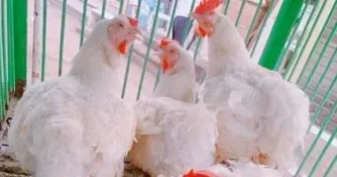 تعرف على أسعار الدواجن واللحوم والأسماك.. اليوم بسوهاج