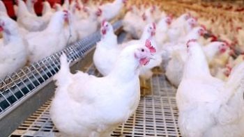 كيلو الفراخ بـ90 جنيها.. أسعار الدواجن بكفر الشيخ الخميس 30 أبريل 2026