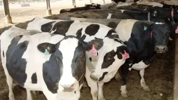 205 جنيهات لكيلو البقري قائم.. أسعار الأضاحي هذا العام