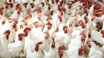 بورصة الدواجن اليوم أسعار الفراخ البيضاء تستقر وتفاجئ الأسواق بهدوء نسبي