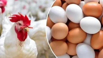 أسعار الفراخ البيضاء اليوم