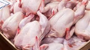 أسعار هياكل الدواجن.. تعرف علي التفاصيل كاملة