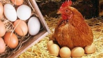 بورصة الدواجن الآن.. مفاجأة فى أسعار الفراخ والبانيه اليوم السبت