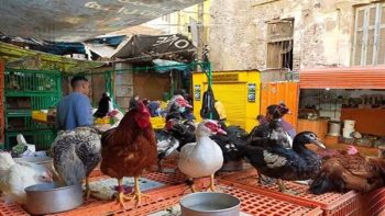هل انخفضت أسعار الدواجن في الأسواق؟.. رئيس الشعبة يزف بشرى سارة|فيديو