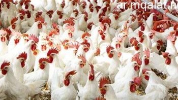 بورصة الدواجن.. استقرار سعر الفراخ.. والبانيه بـ200 جنيه – مقالات نيوز