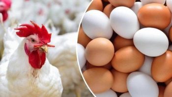 أسعار الفراخ البيضاء والبلدي اليوم الثلاثاء في الأسواق.. البانيه بـ 240 جنيهًا