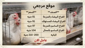 عاجل: بورصة الدواجن تعلن أسعار الفراخ اليوم.. هدوء مفاجئ بعد تذبذب الأسعار!