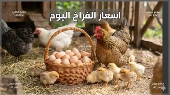 عاجل: استقرار مفاجئ في أسعار الدواجن اليوم.. الفراخ البيضاء 96 جنيهاً والبلدي 120 جنيهاً – هل تستمر الأسعار؟
