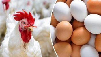 بورصة الدواجن الآن.. أسعار الفراخ البيضاء والبلدي اليوم الثلاثاء
