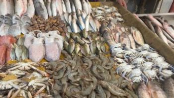 أسعار الأسماك بأسواق مطروح اليوم الخميس 30-4-2026.. الدنيس بـ300 جنيه