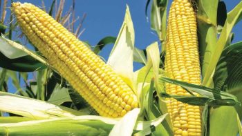 أسعار الأعلاف وكسب الصويا والذرة اليوم الخميس 30-4-2026 -جريدة المال