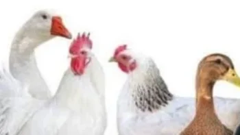 أسعار الدواجن اليوم الأربعاء 22-4-2026 بأسواق مطروح.. الشامورت بـ120 جنيها