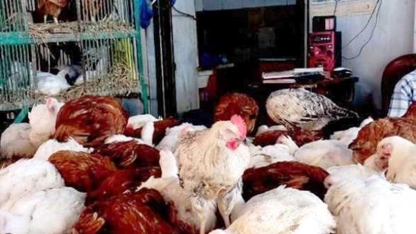 أسعار الدواجن في أسوان اليوم الأربعاء 29-4-2026