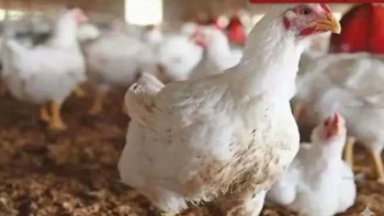 أسعار الدواجن واللحوم والأسماك في سوهاج اليوم الخميس 30 أبريل 2026 وفق إعلان التموين