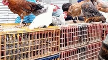 أسعار الفراخ البيضاء والساسو اليوم الأربعاء في البورصة والأسواق