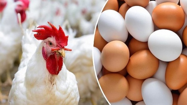 أسعار الفراخ اليوم الخميس.. كم وصل البانيه؟